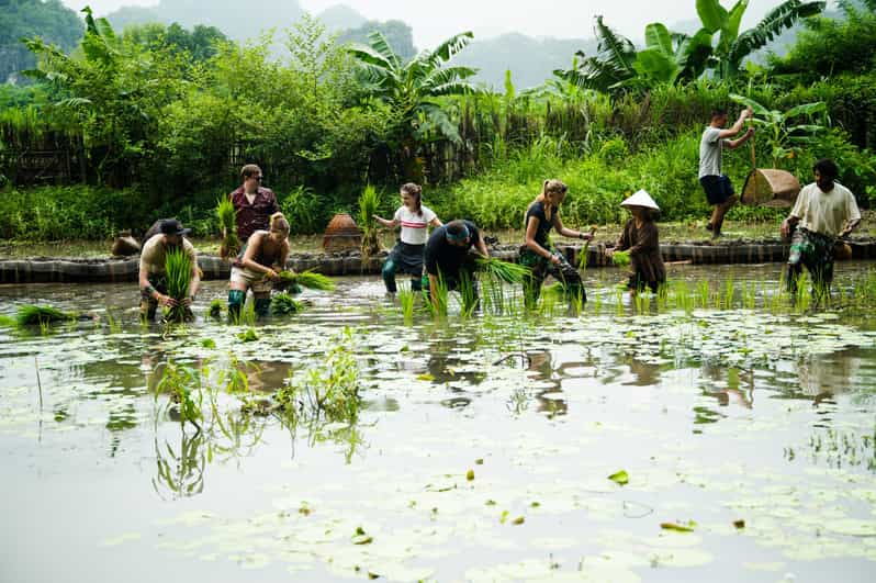 Ninh Binh Farm Trip: Experience the Authentic Rural Life | GetYourGuide