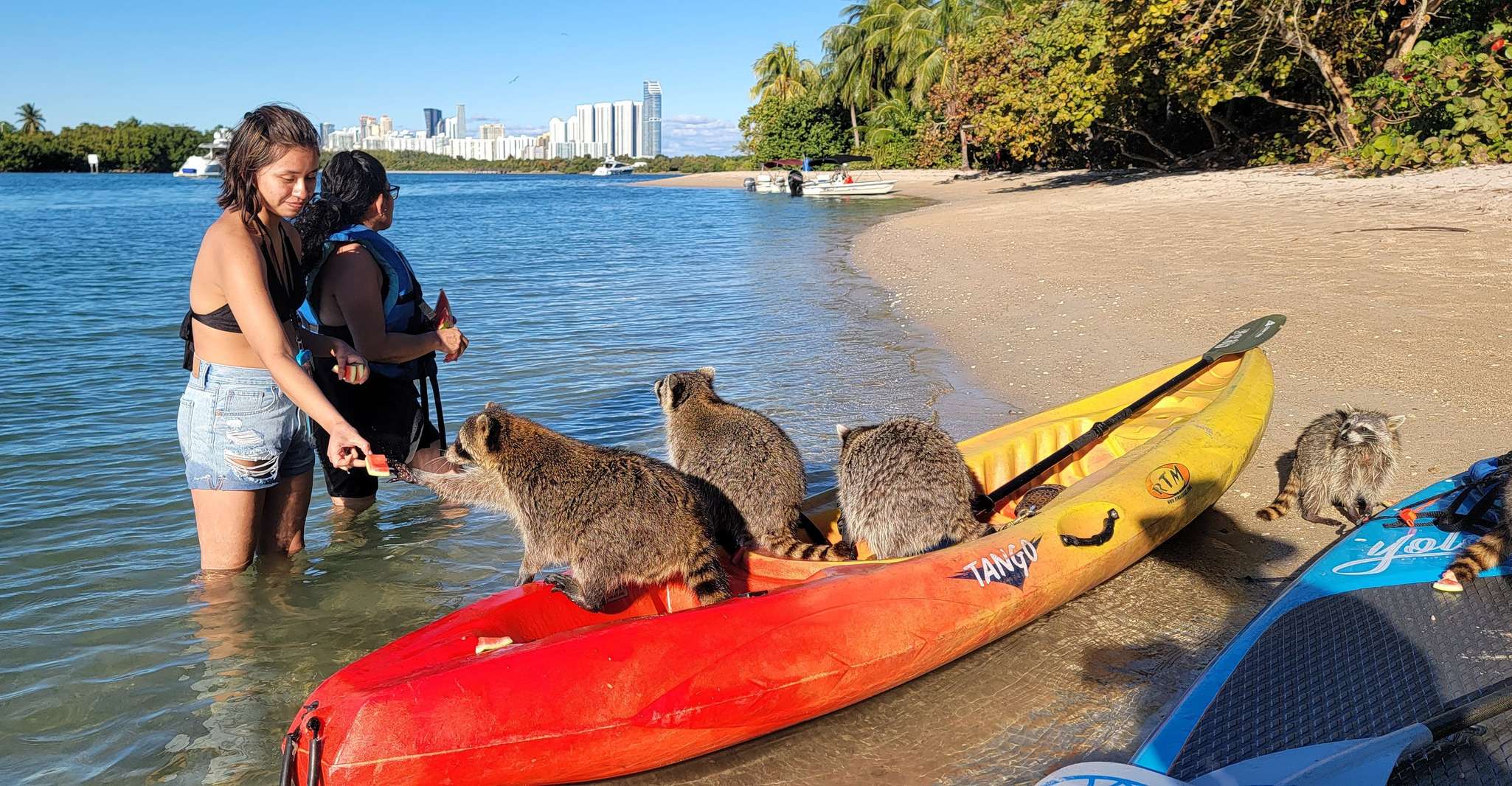 Miami: Beginner-Friendly Island Snorkeling by SUP or Kayak photo 6