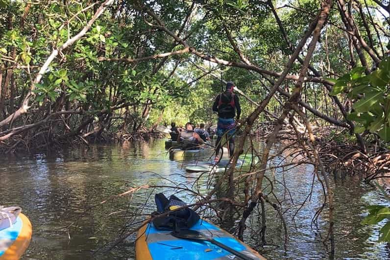 From Naples, FL: Marco Island Mangroves Kayak Or Paddle Tour | GetYourGuide