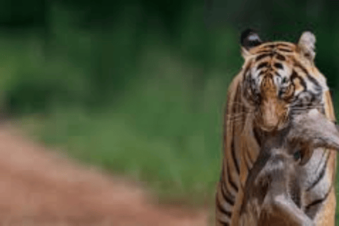 Jim Corbett National Park Safari with Lunch & Nature Tour