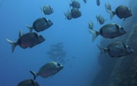 Villasimio, Barco de Capo Carbonara y Snorkeling Tour - Housity