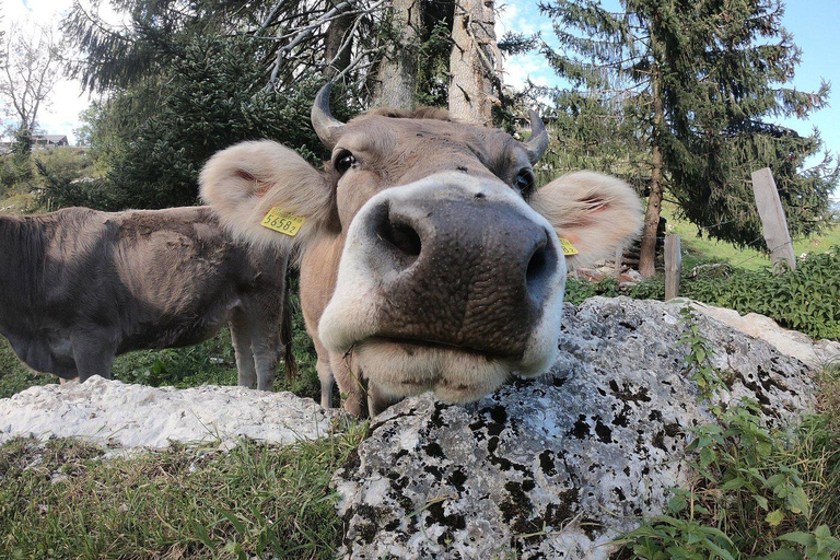 Lucerne : visite de la campagne en petit groupe avec dégustation de fromages