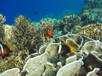 Bali: All-Inclusive Blaue Lagune & Tanjung Jepung Schnorcheln