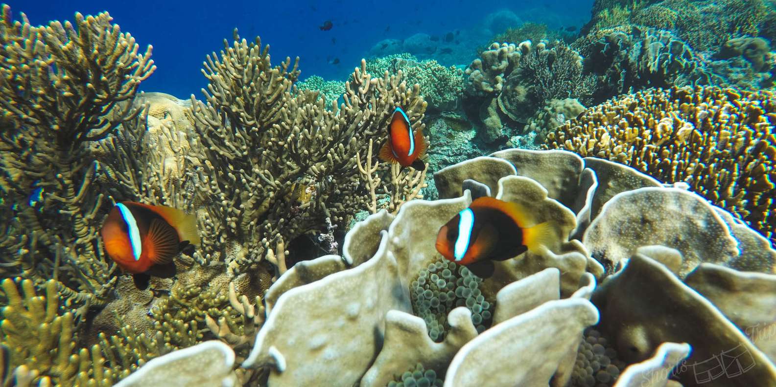 Bali: All-Inclusive Blue Lagoon & Tanjung Jepung Snorkeling