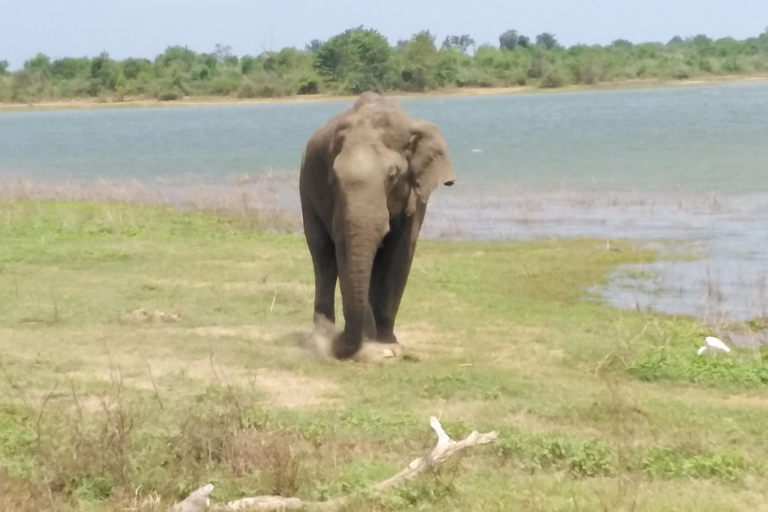 Passeio de safári no Parque Nacional de Yala saindo de Colombo / Galle