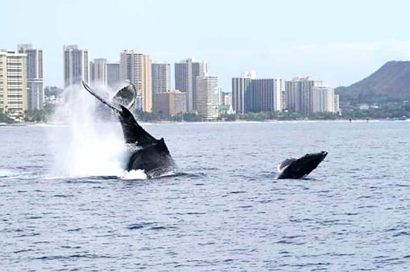 whale watching dinner cruise oahu