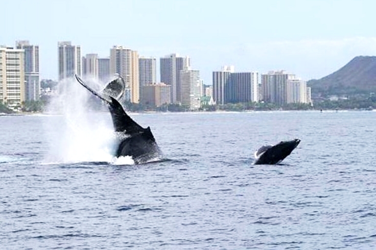 Honolulu: Whale Watching Cruise with Snacks and Drinks