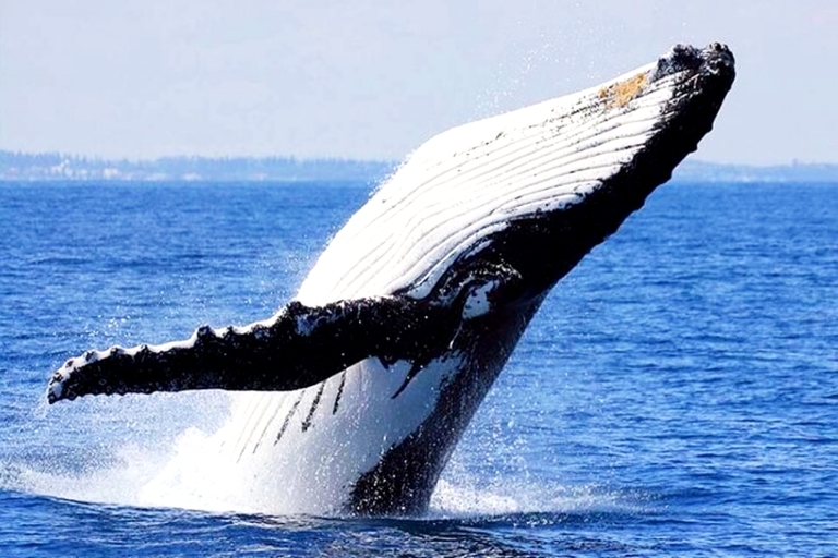 Honolulu: walvis spotten cruise met E Sea DiverHonolulu: cruise om walvissen te spotten met snacks en drankjes