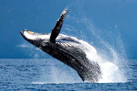 Honolulu : croisière d'observation des baleines avec E Sea DiverHonolulu : croisière d'observation des baleines avec collations et boissons