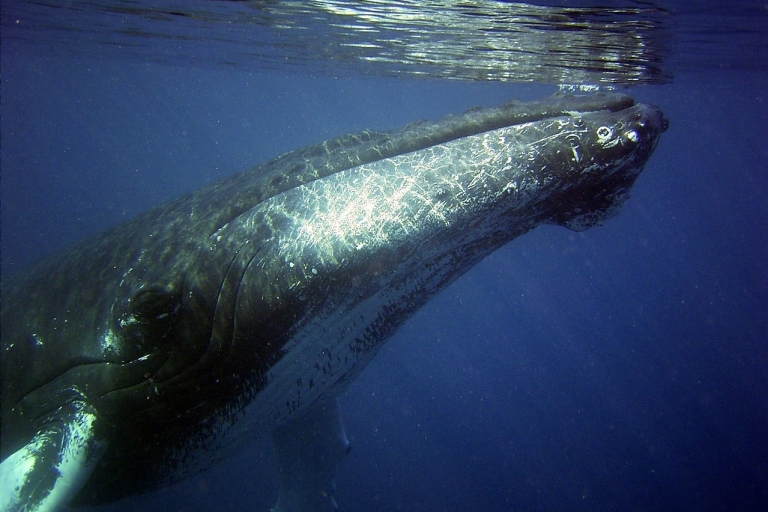 Honolulu: crucero de avistamiento de ballenas con E Sea DiverHonolulu: crucero de avistamiento de ballenas con aperitivos y bebidas