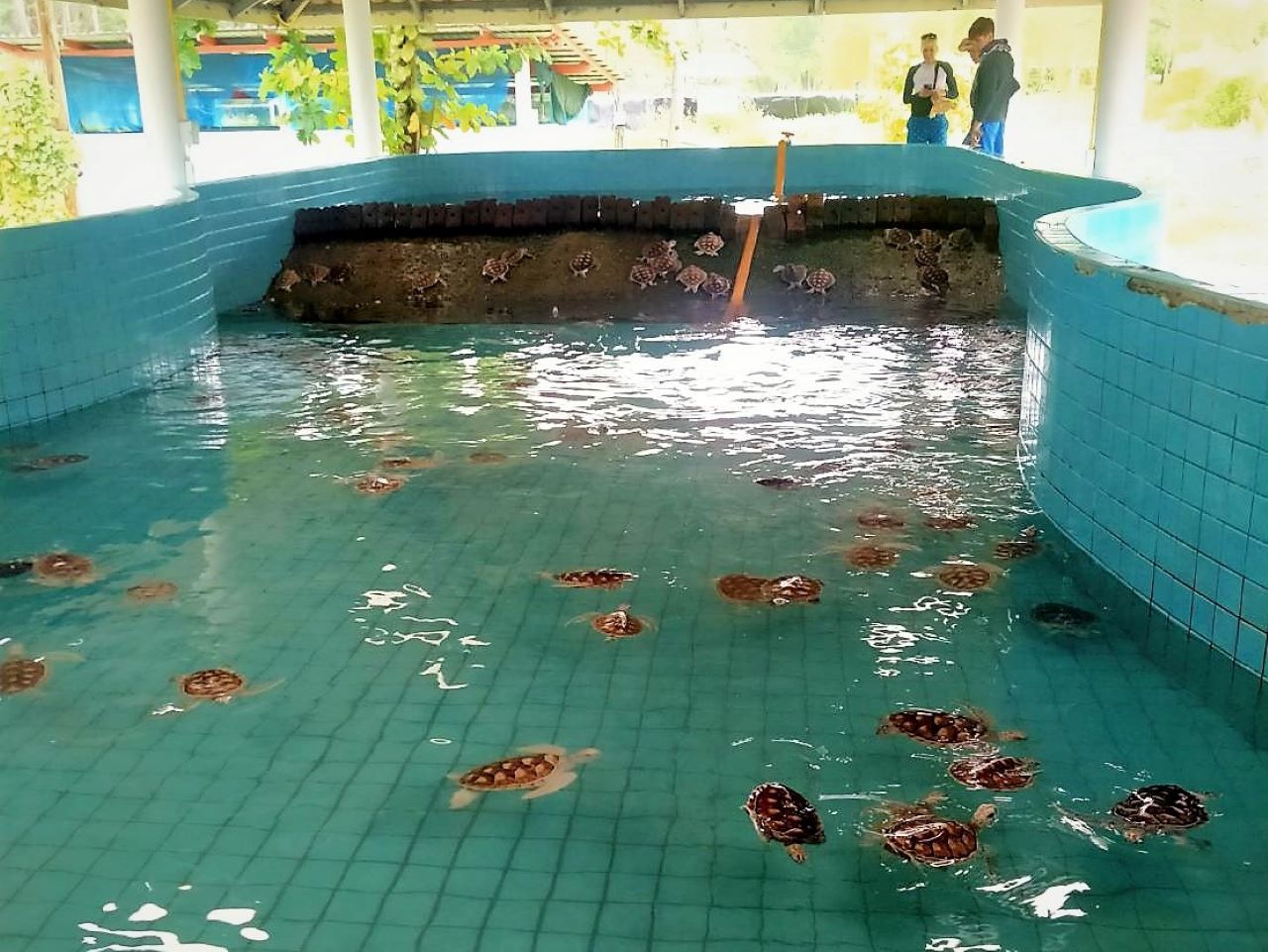 Khao Lak: Rafting, Schildkröten & Elefanten