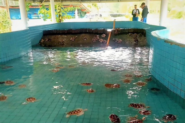 Khaolak: olifantenreservaat met schildpaddenopvangcentrum