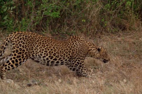 From Tissamaharama: Yala National Park Safari with Transfer