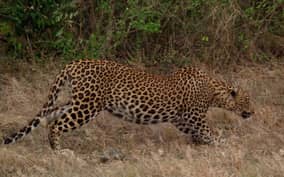 From Tissamaharama: Yala National Park Safari with Transfer