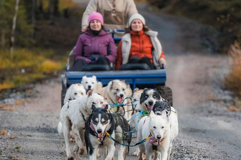 Rovaniemi: Meet Vasco Husky & Enjoy Sled Ride at Husky Farm ⭐ Winter Husky Adventure with Vasco | Jan 1 – Mar 31