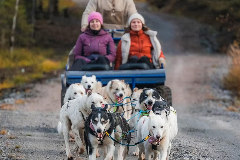 Rovaniemi: Meet Vasco Husky & Enjoy Sled Ride at Husky Farm ⭐ Winter Husky Adventure with Vasco | Jan 1 – Mar 31