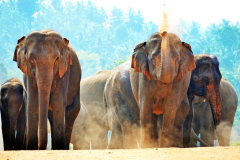 Sri Lanka: Yala National Park Safari Tour Yala safari options from west coast Sri Lanka-day tour