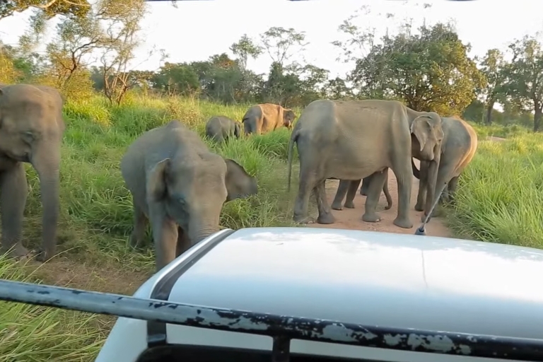 Sri Lanka : safari dans le parc national de YalaOptions de safari à Yala depuis la côte ouest du Sri Lanka - excursion d'une journée