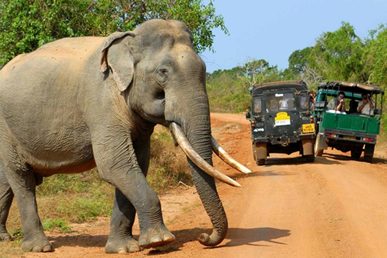 Sri Lanka: Wycieczka safari po Parku Narodowym YalaOpcje safari Yala z zachodniego wybrzeża Sri Lanki-dniowa wycieczka
