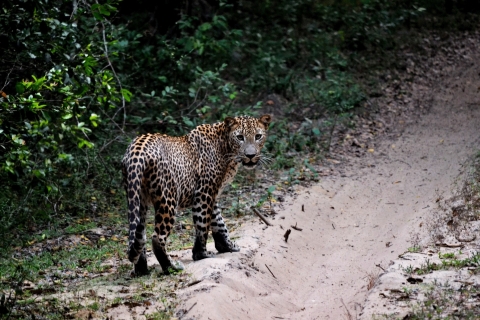 Sri Lanka: Yala National Park Safari TourYala-Safari Optionen von der Westküste Sri Lankas - Tagestour