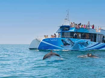 Lagos: Dolfijnen kijken halve dag cruise & wateractiviteiten
