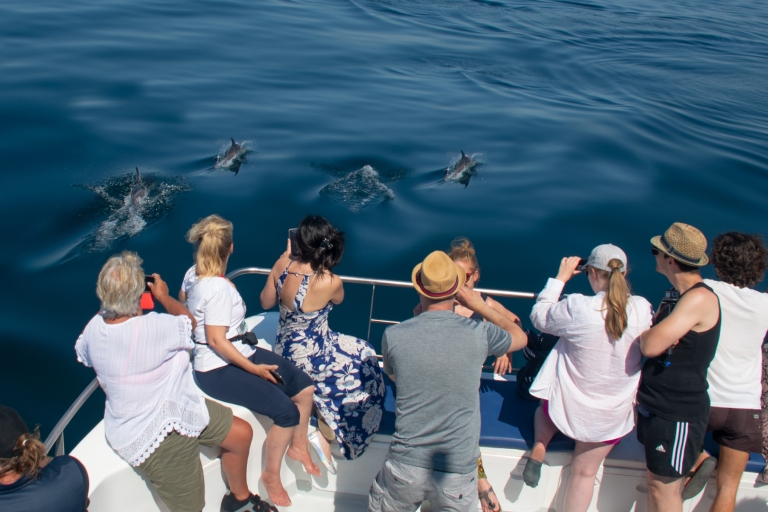 Lagos: cruise van een halve dag dolfijnen spotten en wateractiviteiten