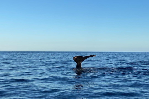 San José del Cabo: Whale Watching Experience Shared Tour