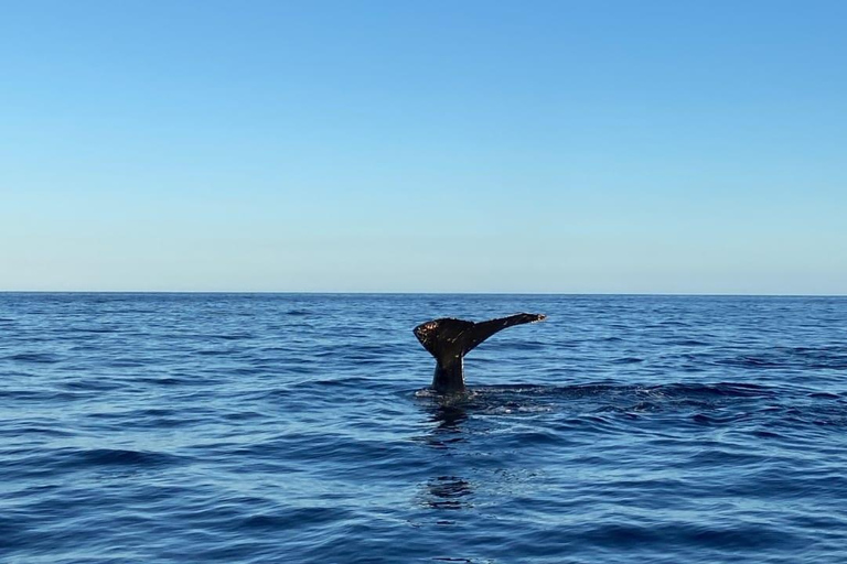 San José del Cabo: Whale Watching Experience Shared Tour