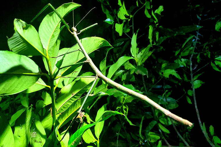 Khao Sok: Half-Day & Night Wildlife Trek and Jungle Dinner Option 6: Half-Day & Night Trek with Dinner From Khao Lak