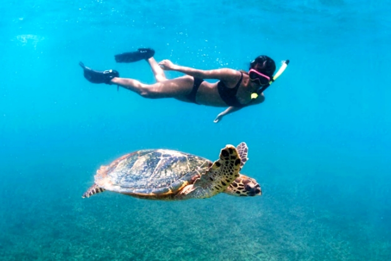 Honolulu : Tour de plongée avec masque et tuba pour les tortues de Waikiki et saut de 30 piedsHonolulu : Excursion à Waikiki pour observer les tortues avec masque et tuba