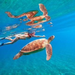 From Honolulu: Turtle Snorkeling Tour