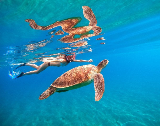 Visit Honolulu Waikiki Turtle Snorkeling Tour & 30ft Jump in Honolulu