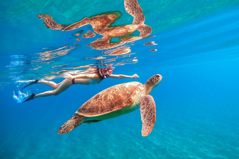 Honolulu: nurkowanie z rurką i 30-metrowy skok z żółwiami WaikikiHonolulu: nurkowanie z żółwiami Waikiki