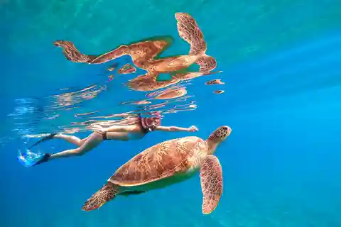 Waikiki: Turtle Snorkeling Cruise with 20ft Jumping Platform