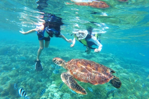Honolulu : Tour de plongée avec masque et tuba pour les tortues de Waikiki et saut de 30 piedsHonolulu : Excursion à Waikiki pour observer les tortues avec masque et tuba