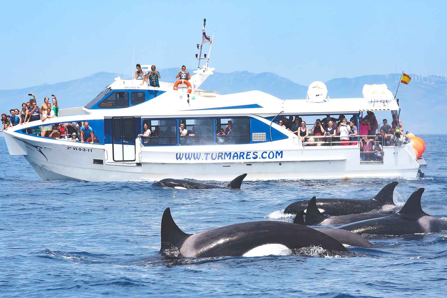 Tarifa: Orca, Whale and Dolphin Watching Boat Experience