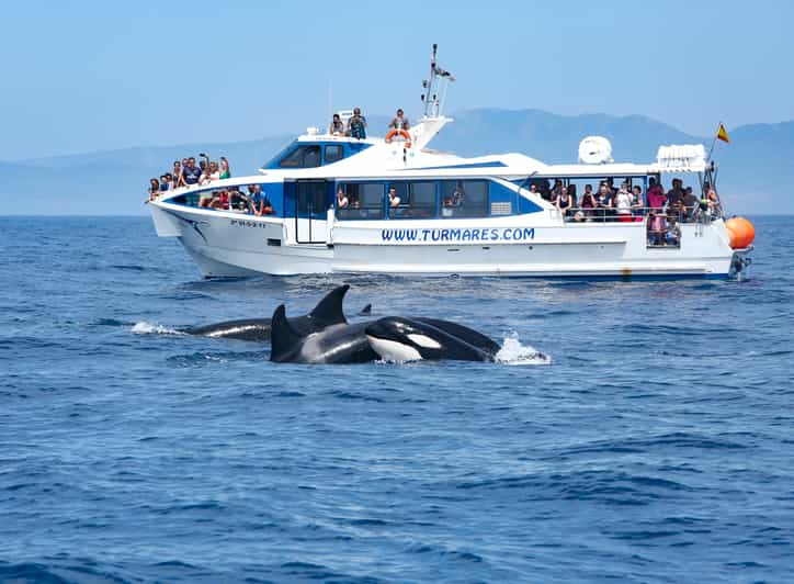 Tarifa : Croisière D'observation Des Orques, Des Baleines Et Des ...