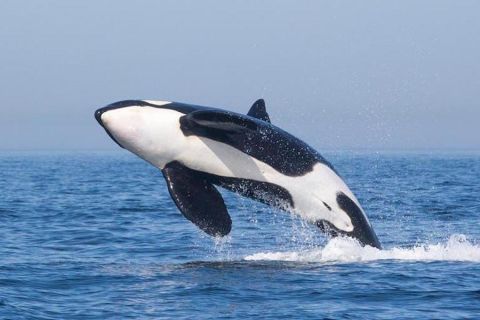 Tarifa: crucero de orcas, ballenas y delfines