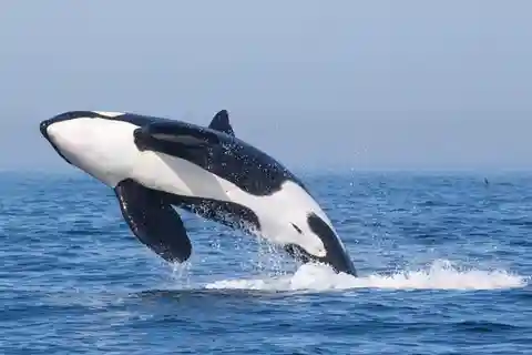Tarifa: Orca, Whale and Dolphin Watching Boat Experience