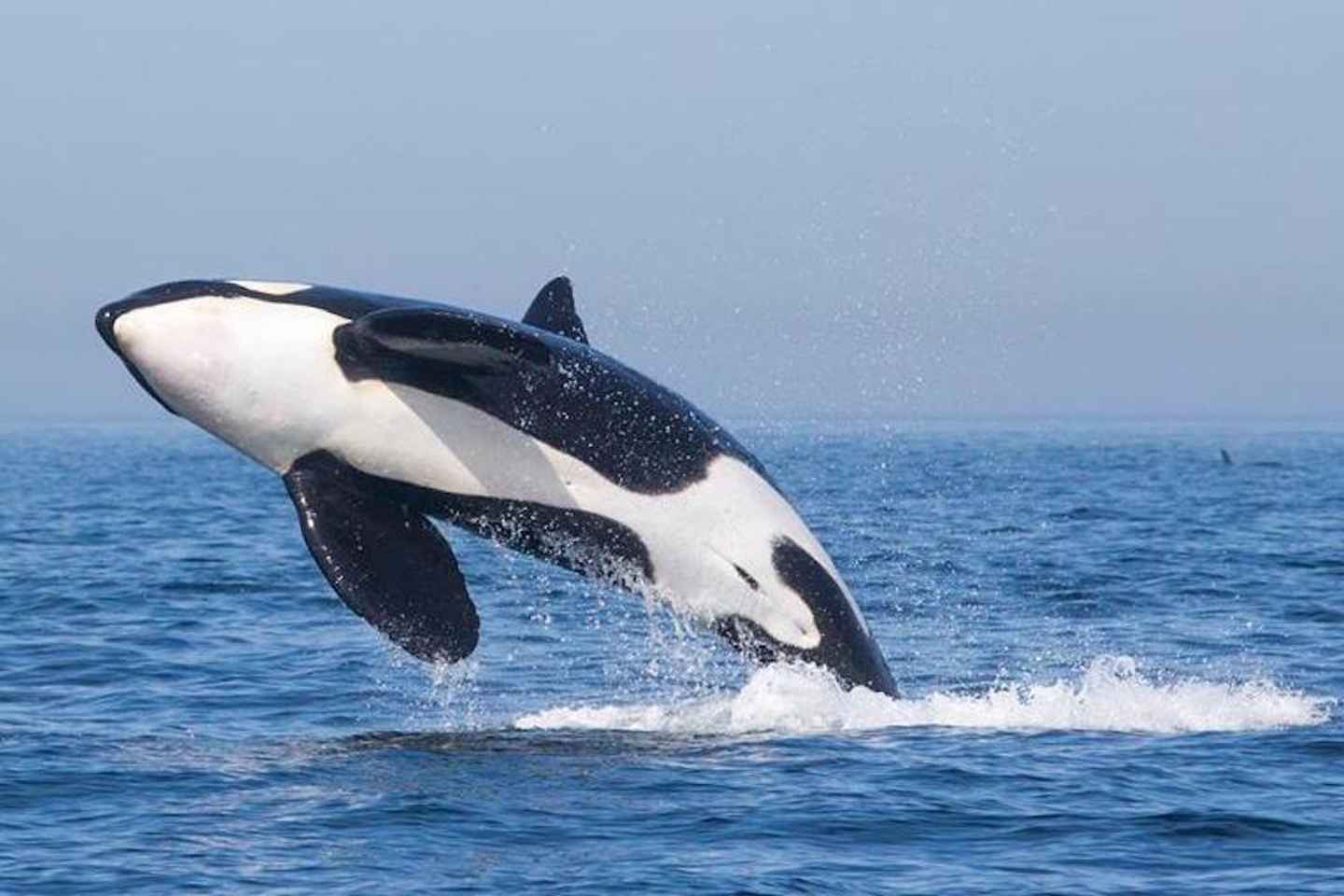 Tarifa: Orca, Whale and Dolphin Watching Boat Experience