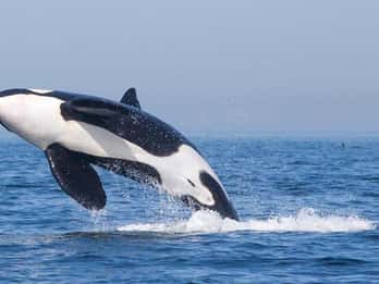 Tarifa: Experiência de observação de orcas, baleias e golfinhos de barco