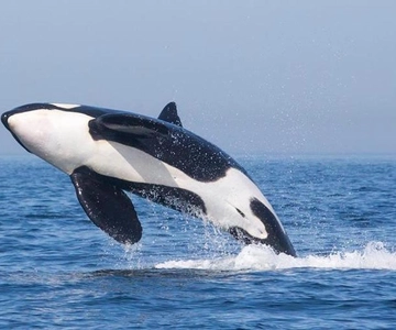 Tarifa: Experiência de observação de orcas, baleias e golfinhos de barco