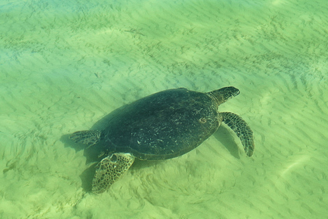 Best Of Moreton Bay Island Tour - Family Friendly Adventure