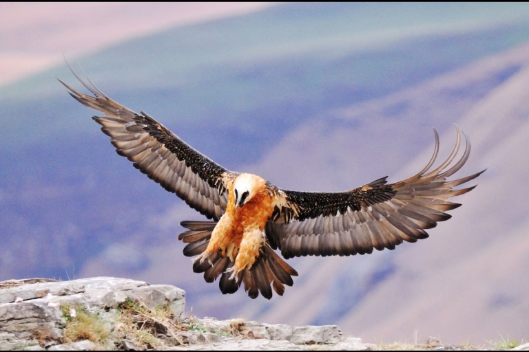 Van Himeville: Sani Pass begeleide vogeltourVan Himeville: privérondleiding met Sani Pass-vogels