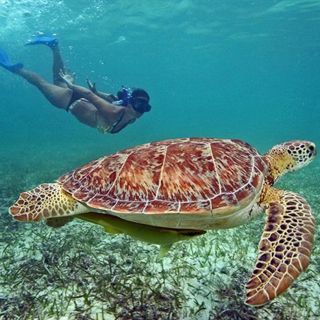 Freeport: privétour met hoogtepunten en zwemmen met schildpadden