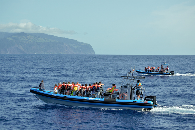 Açores : journée observation de baleines, déjeuner &amp; plongée