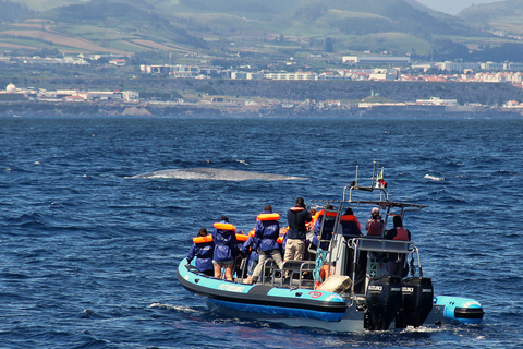 Whale and Dolphin Watching with Vila Franca Islet Visit