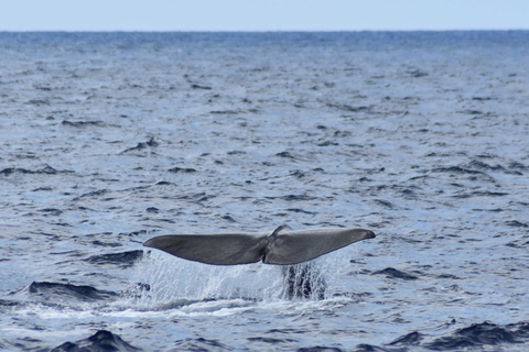 Wal- und Delfinbeobachtung mit Besuch der Insel Vila Franca