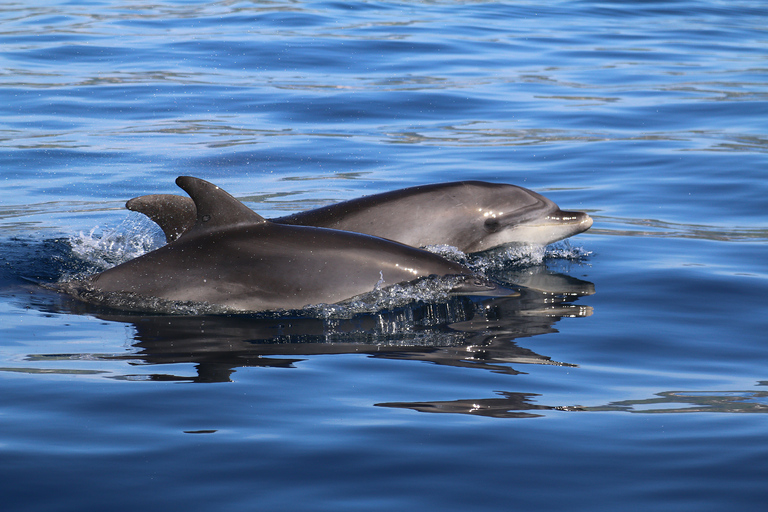 Whale and Dolphin Watching with Vila Franca Islet Visit