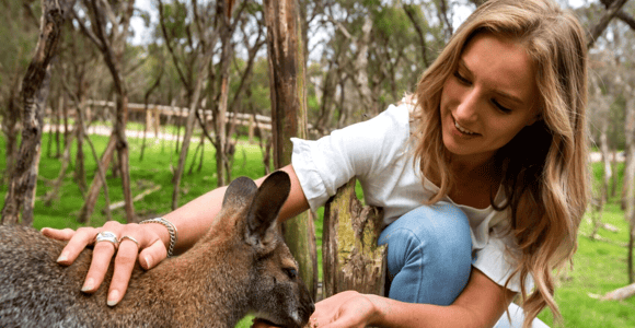 Melbourne: Peninsula Nature Privater Tagesausflug mit Abendessen